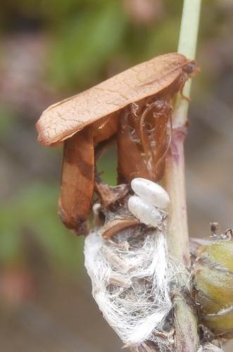 Réf. 260 694 : Cacoecimorpha pronubana